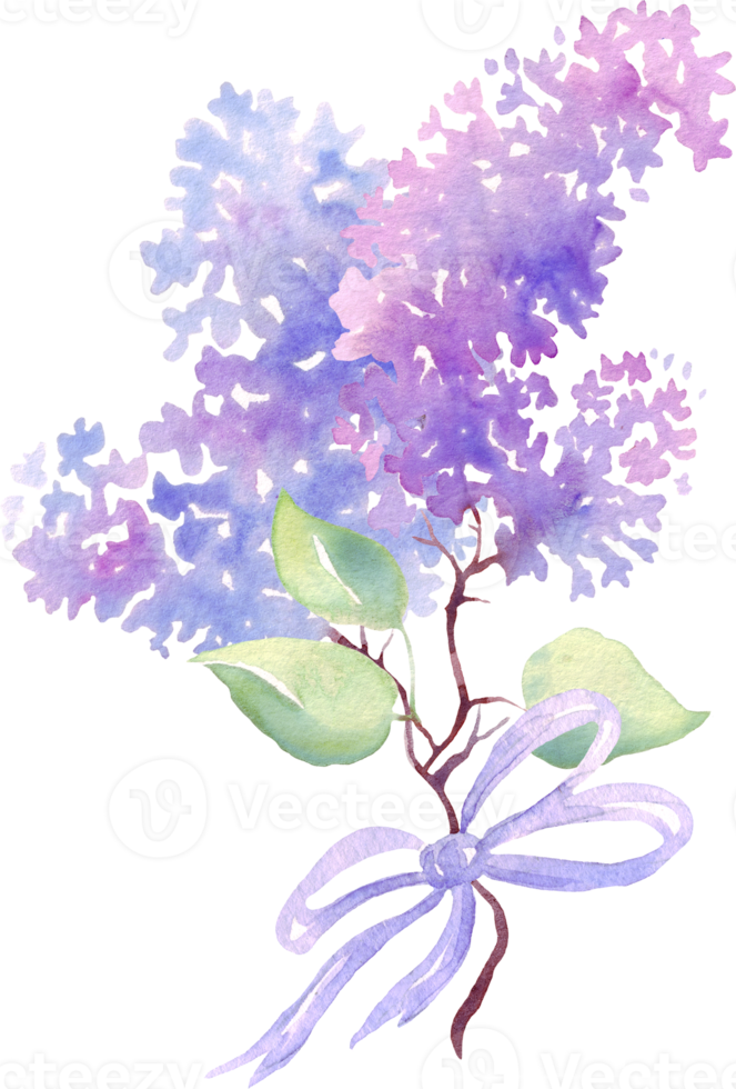 Lilac flower bouquet. Watercolor illustration. Hand-painting png