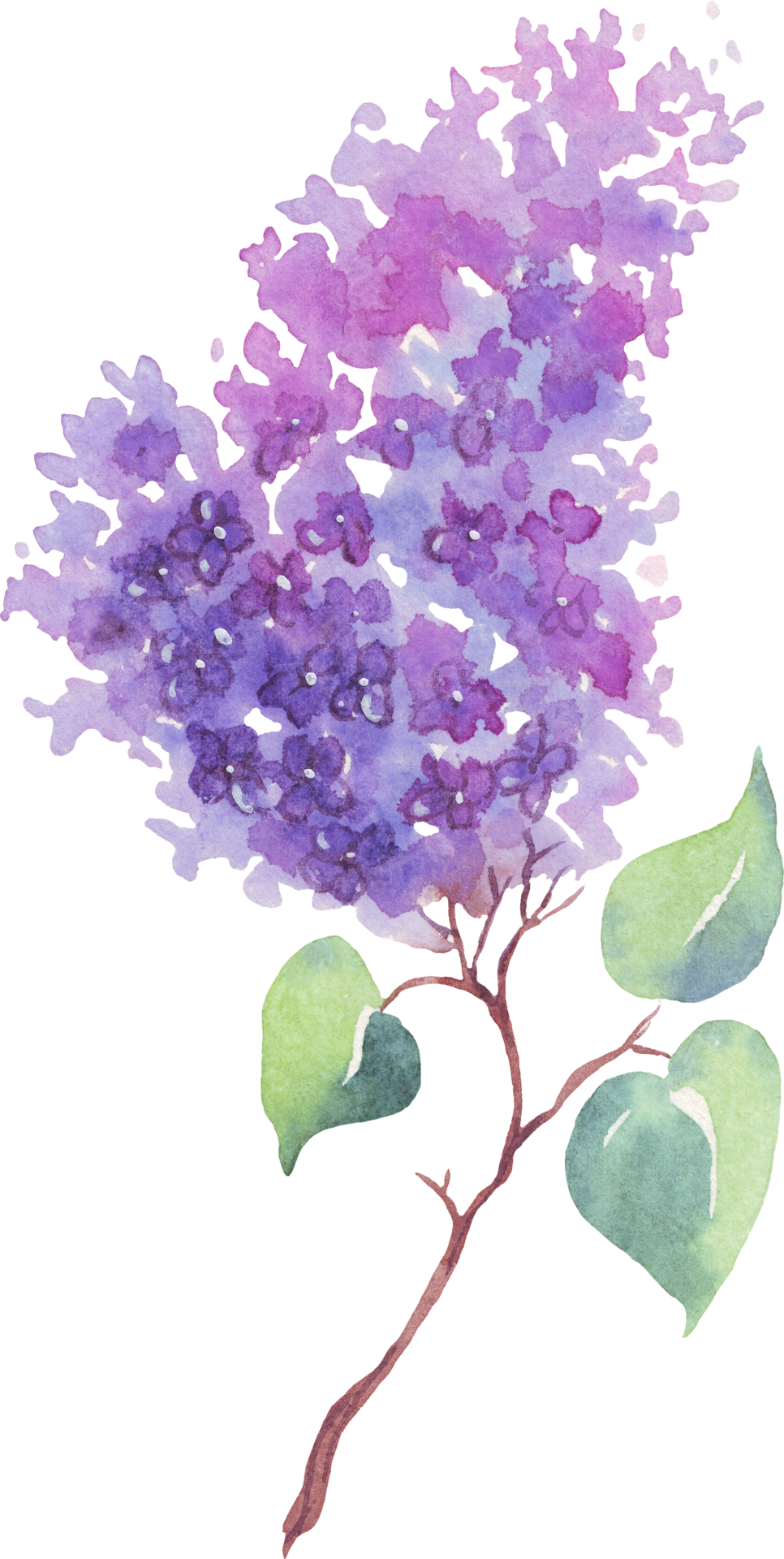 Lilac Flower Watercolor Illustration Hand Painting 21623048 Png Lilac Flower Watercolor Illustration Hand Painting 21623048 Png