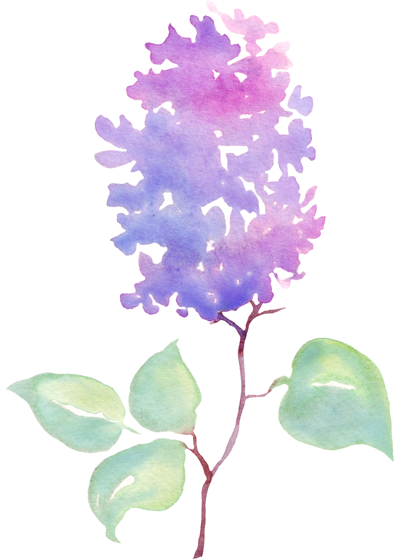 Lilac Flower Watercolor Illustration Hand Painting 21623049 Png Lilac Flower Watercolor Illustration Hand Painting 21623049 Png