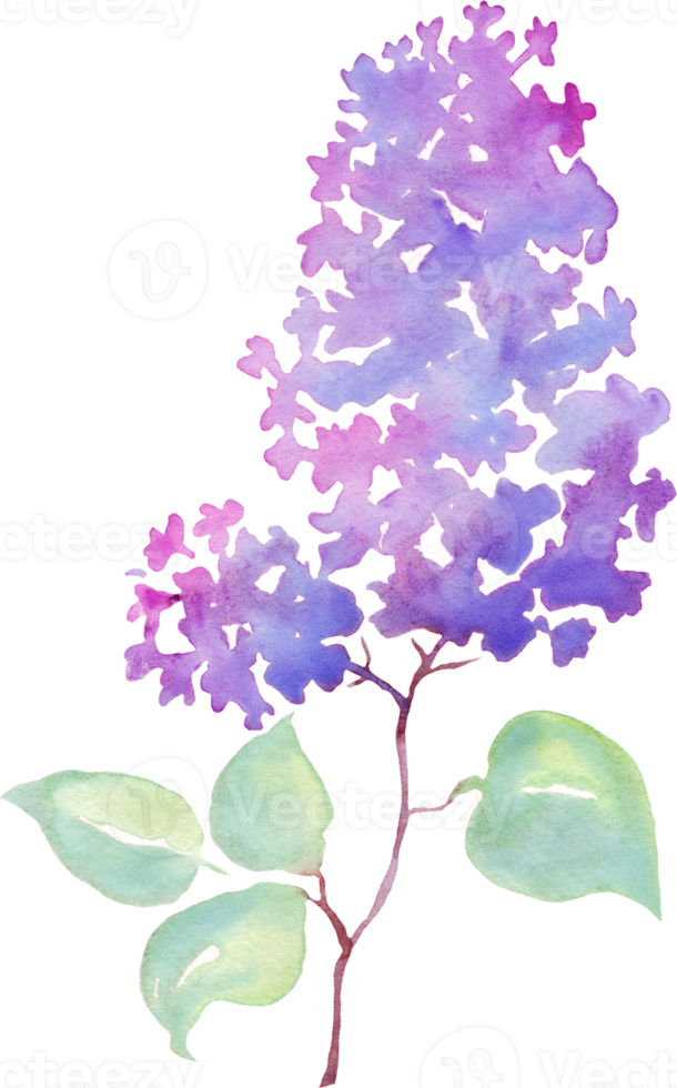 Lilac flower. Watercolor illustration. Hand-painting png