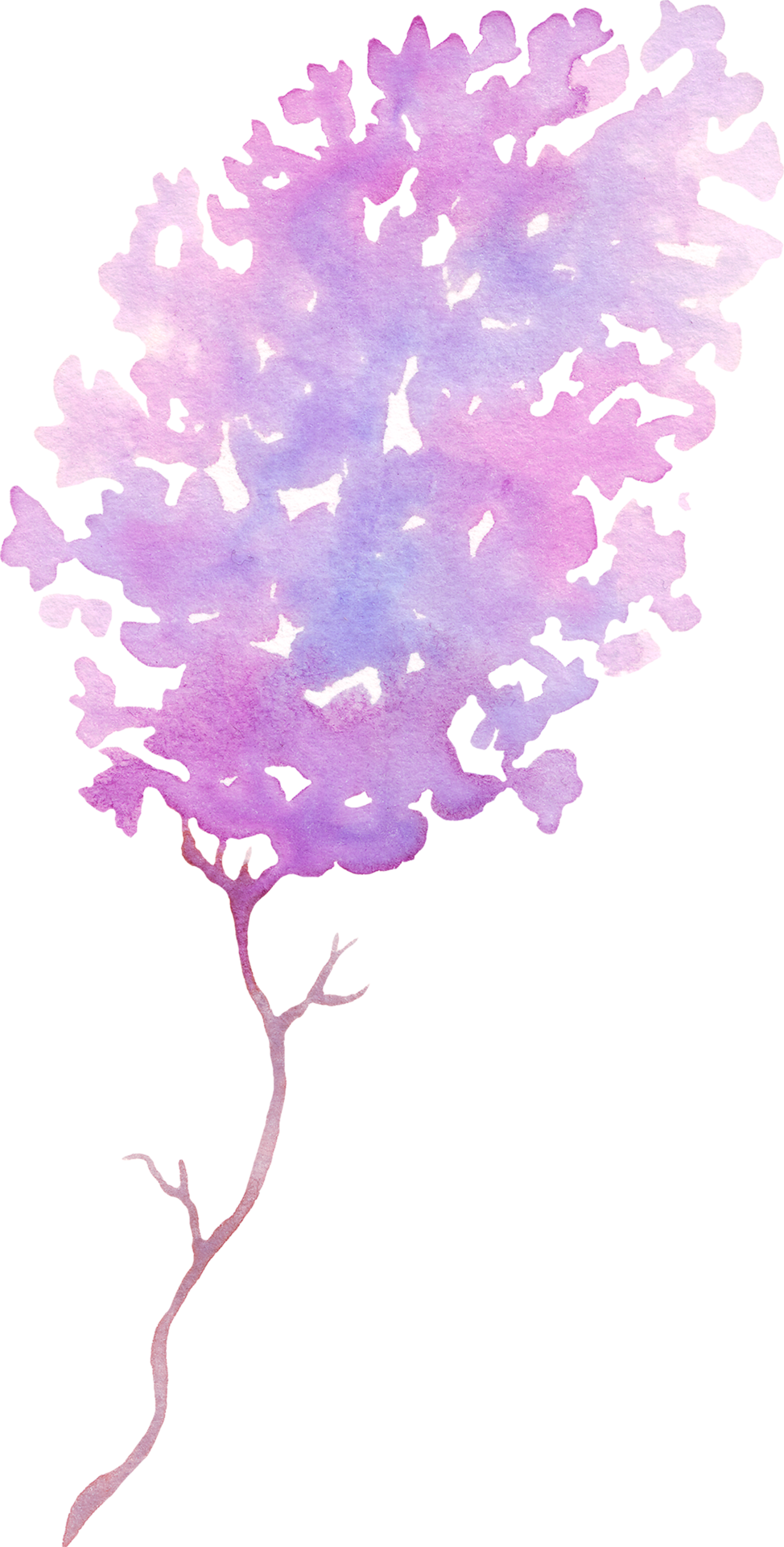 Lilac Flower Watercolor Illustration Hand Painting 21623053 Png Lilac Flower Watercolor Illustration Hand Painting 21623053 Png