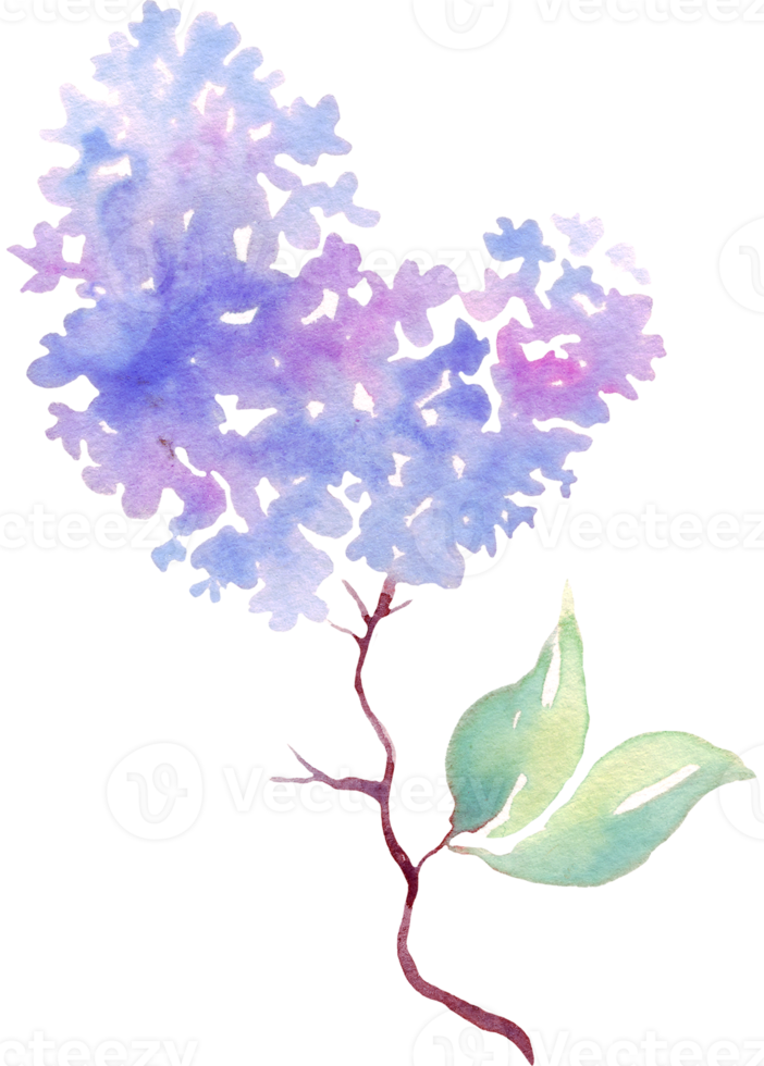 Lilac flower. Watercolor illustration. Hand-painting png