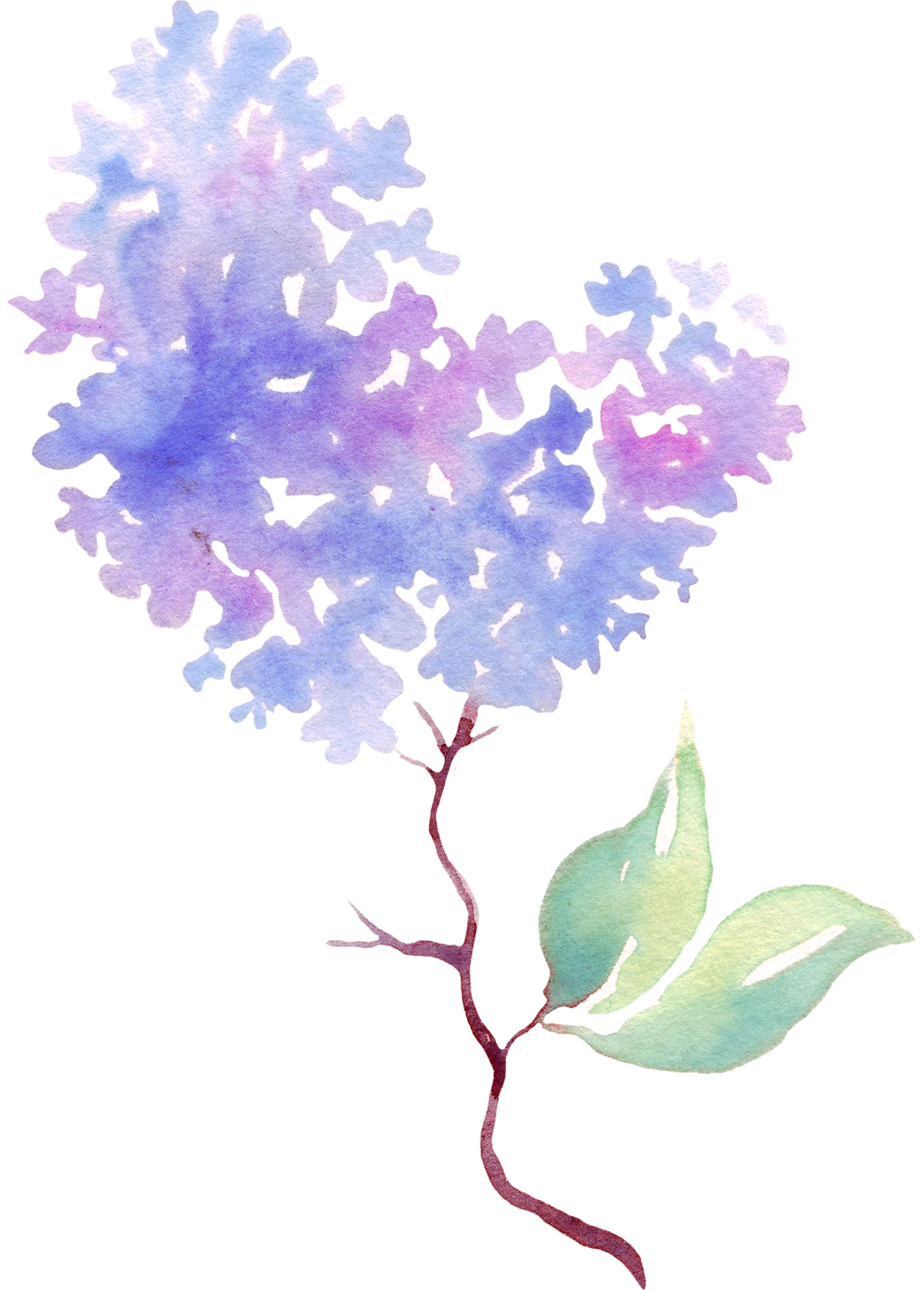Lilac Flower Watercolor Illustration Hand Painting 21623054 Png Lilac Flower Watercolor Illustration Hand Painting 21623054 Png