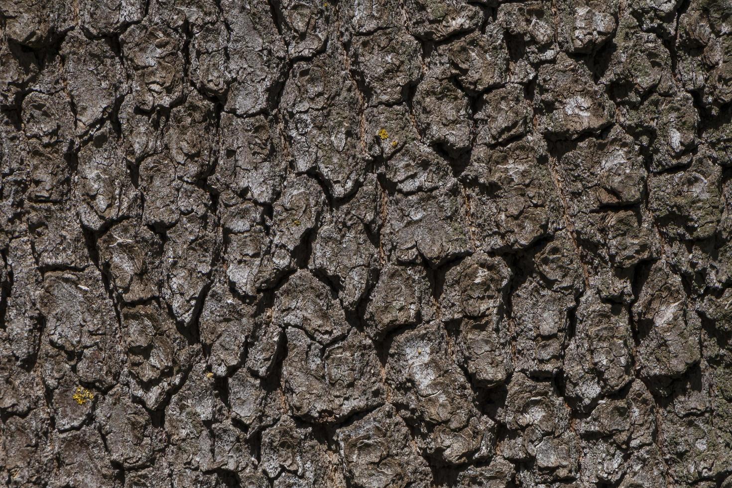 close up of gray bark of tree photo