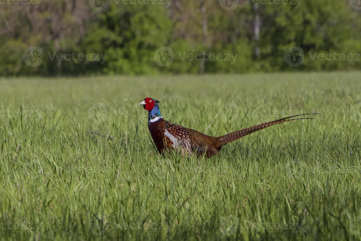 pheasant standing in green grass in forest photo