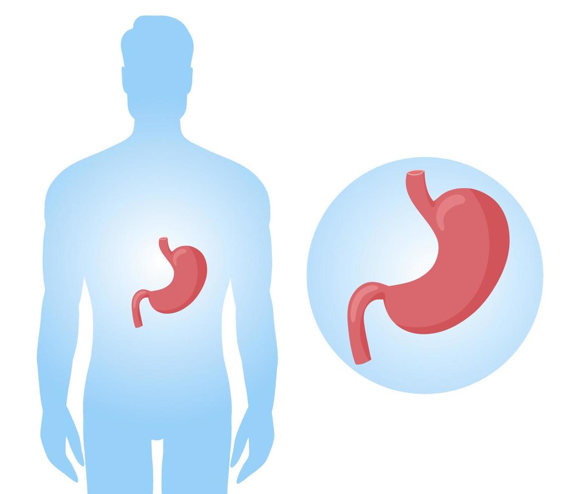 humano estómago anatomía diagrama en cuerpo vector