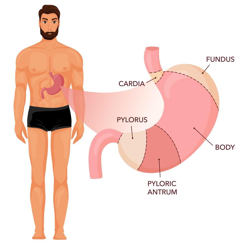 Stomach anatomy diagram with human body vector