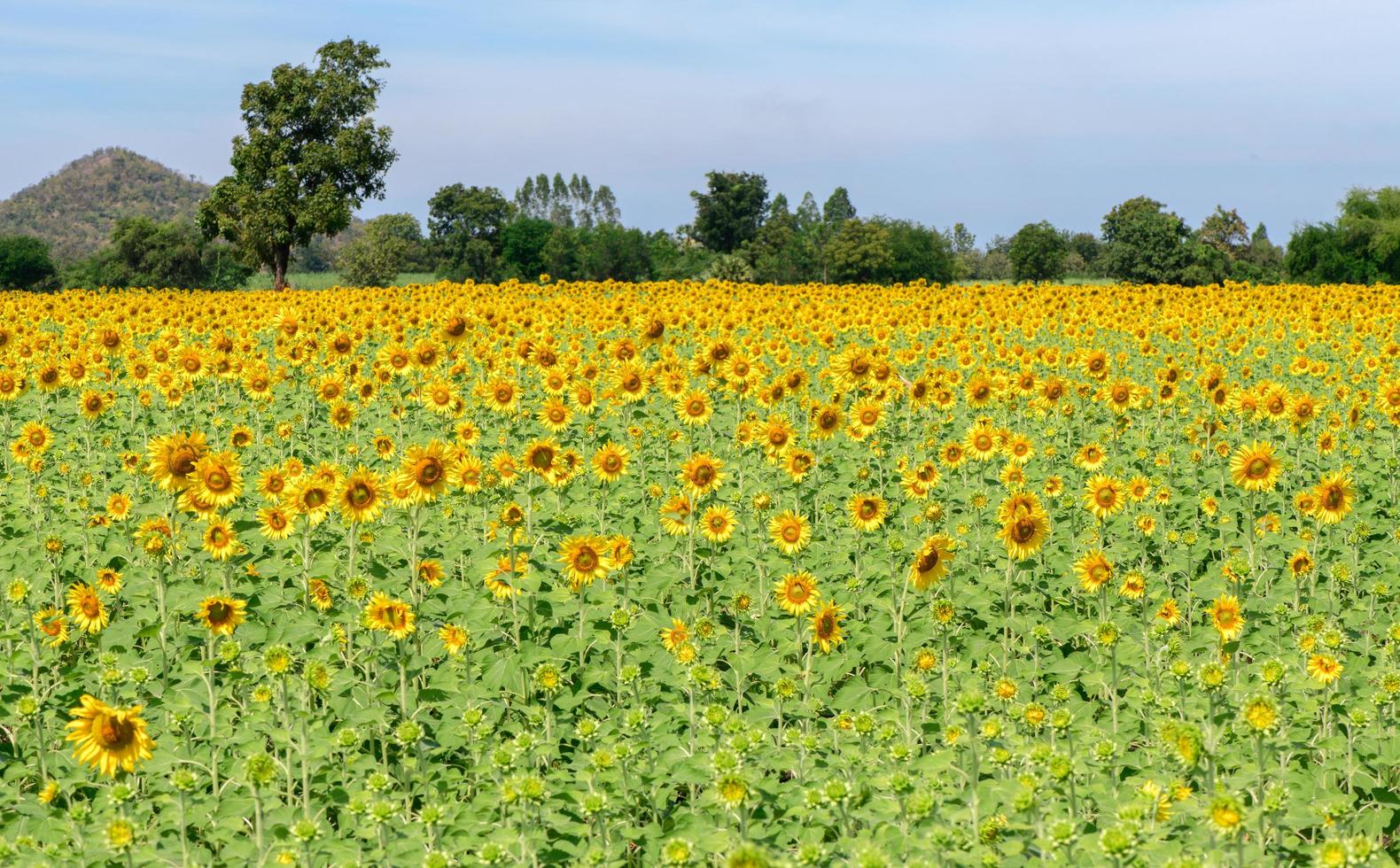 beautiful sunflower fields in Lop Buri, Thailand photo