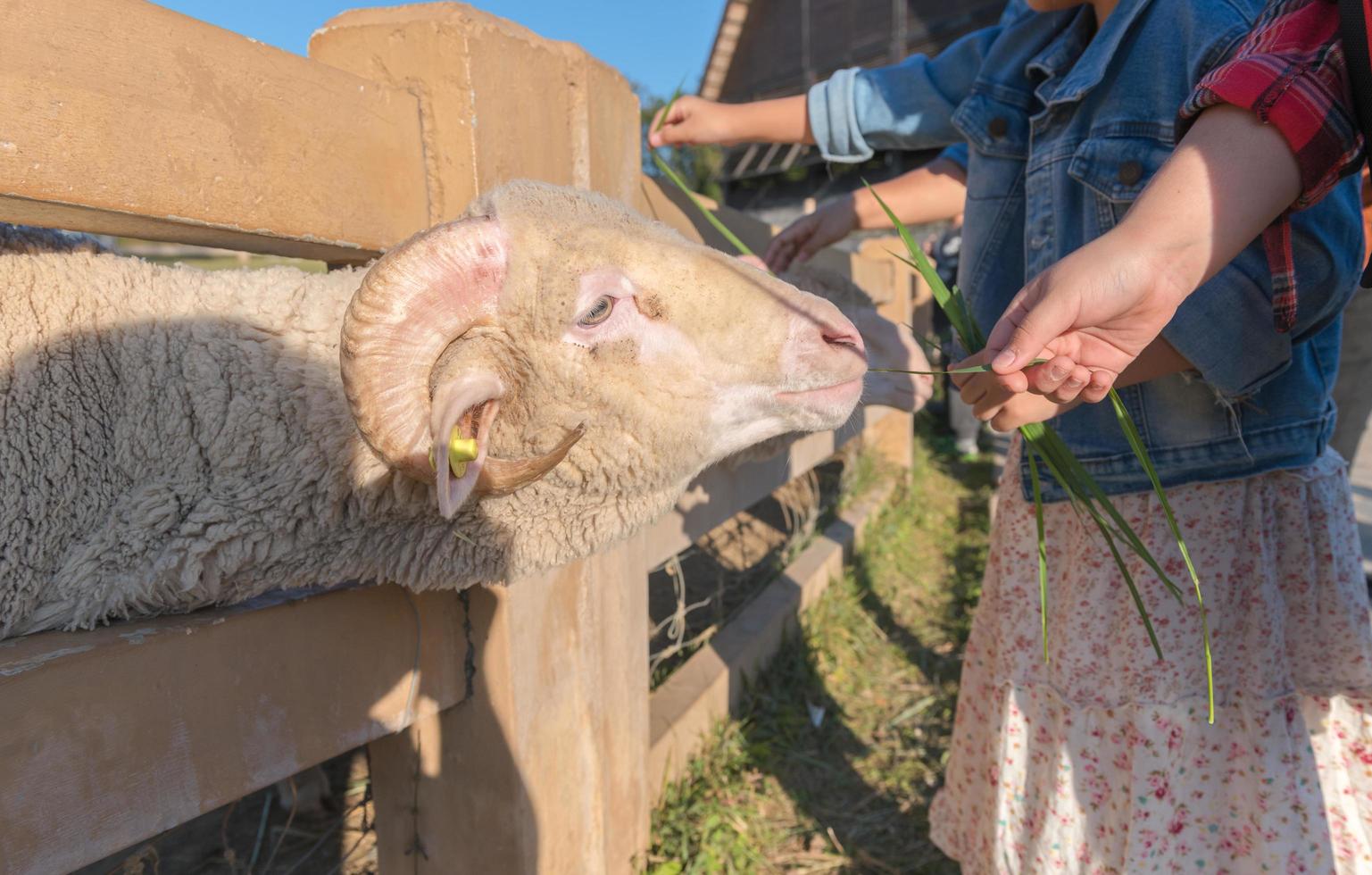 mano niño alimenta césped de grande cuerno carneros foto