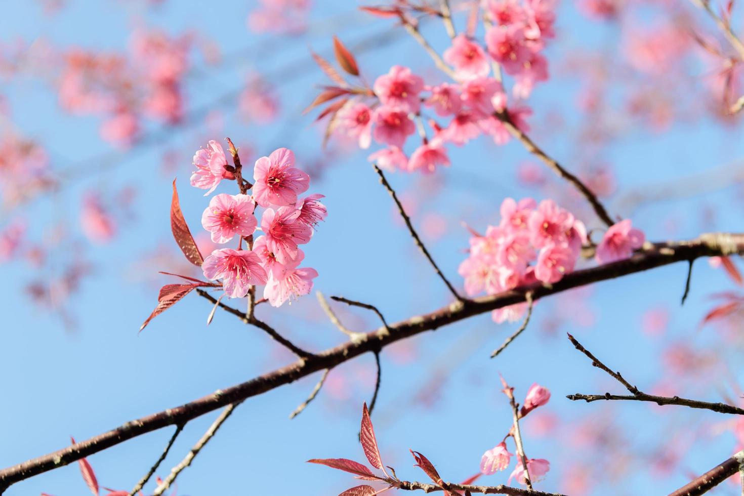 Beautiful Wild Himalayan Cherry Blossom in Phu Lom Lo photo