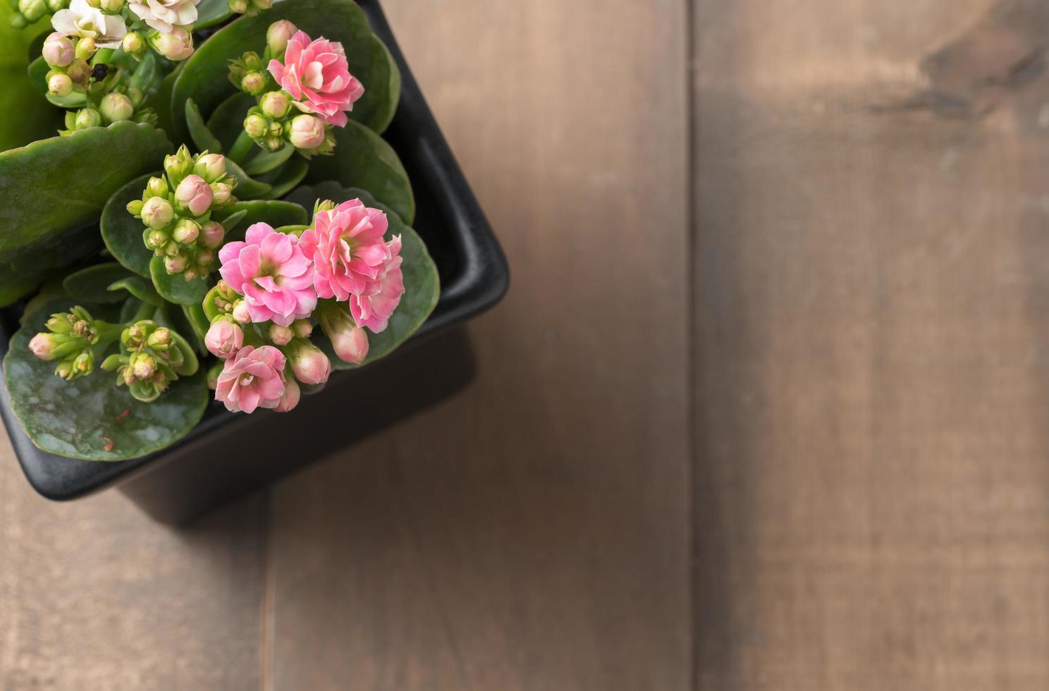 beautiful pink Kalanchoe or Flaming Katy flower in small pot photo