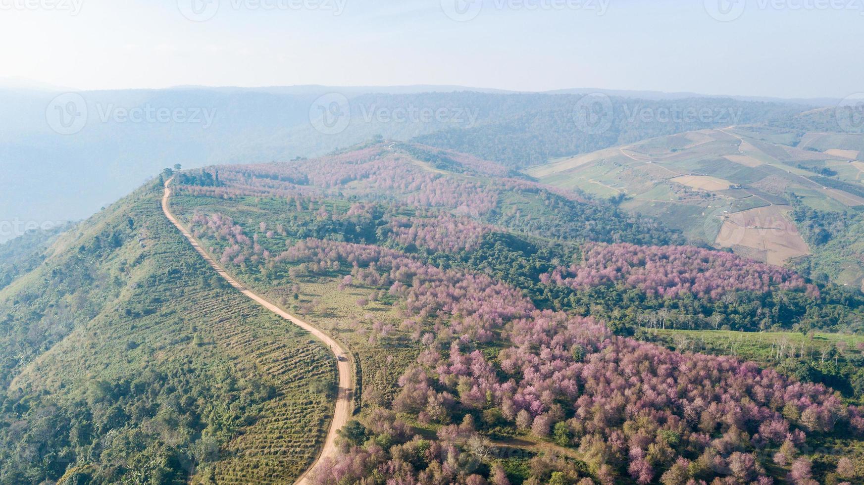 Pink sakura Flower or Wild Himalayan Cherry on mountain photo