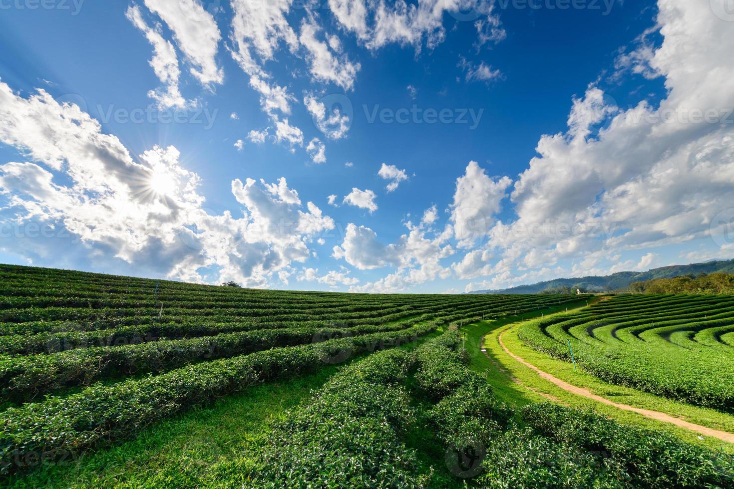 Beautiful tea plantation with white cloud blue sky photo