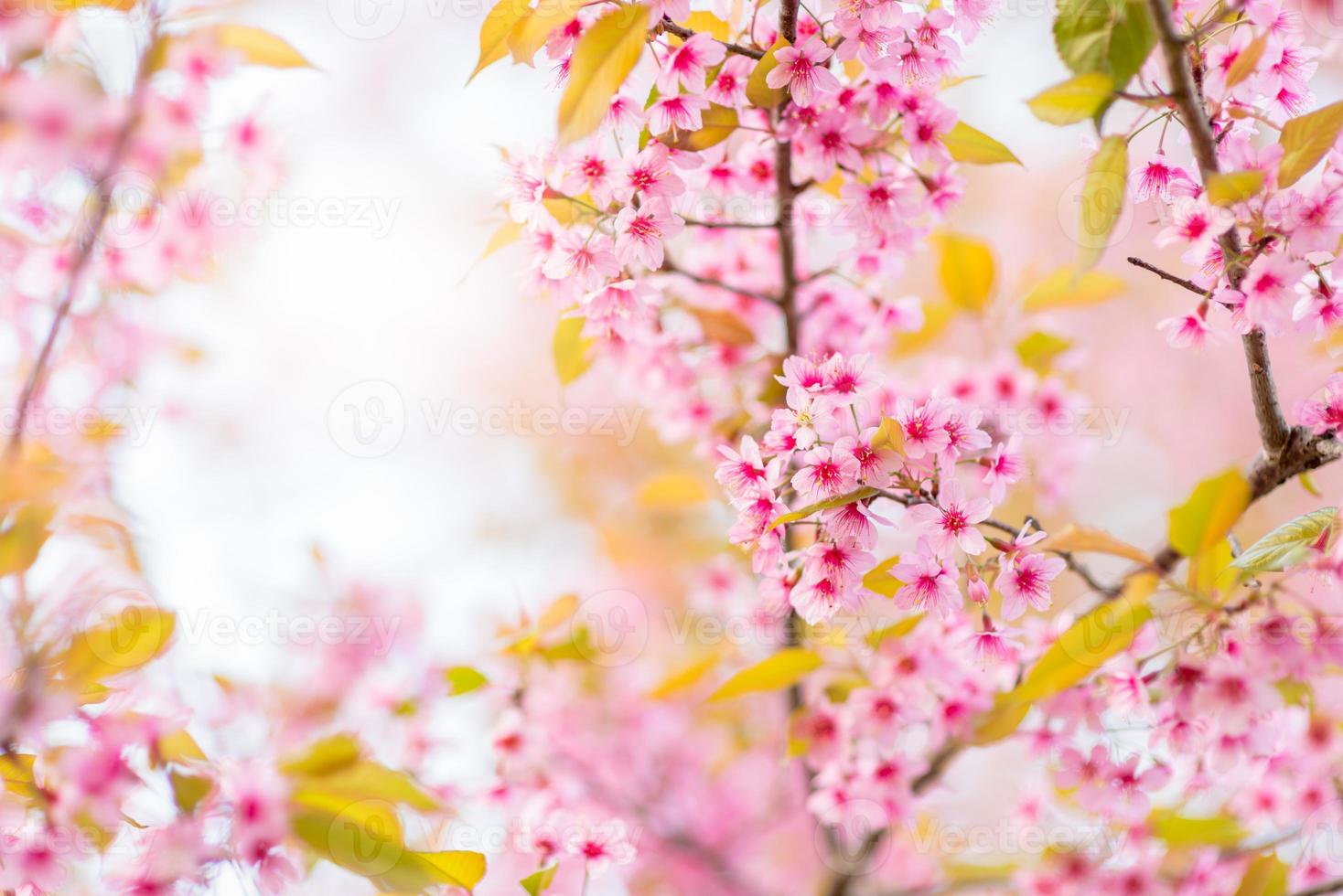 Beautiful Wild Himalayan Cherry Blossom in Phu Lom Lo photo