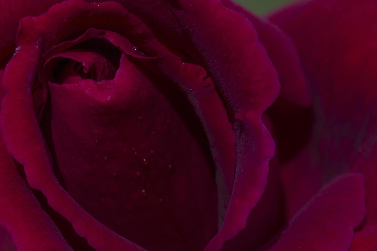 close up of red rose flower covered with dew drops photo