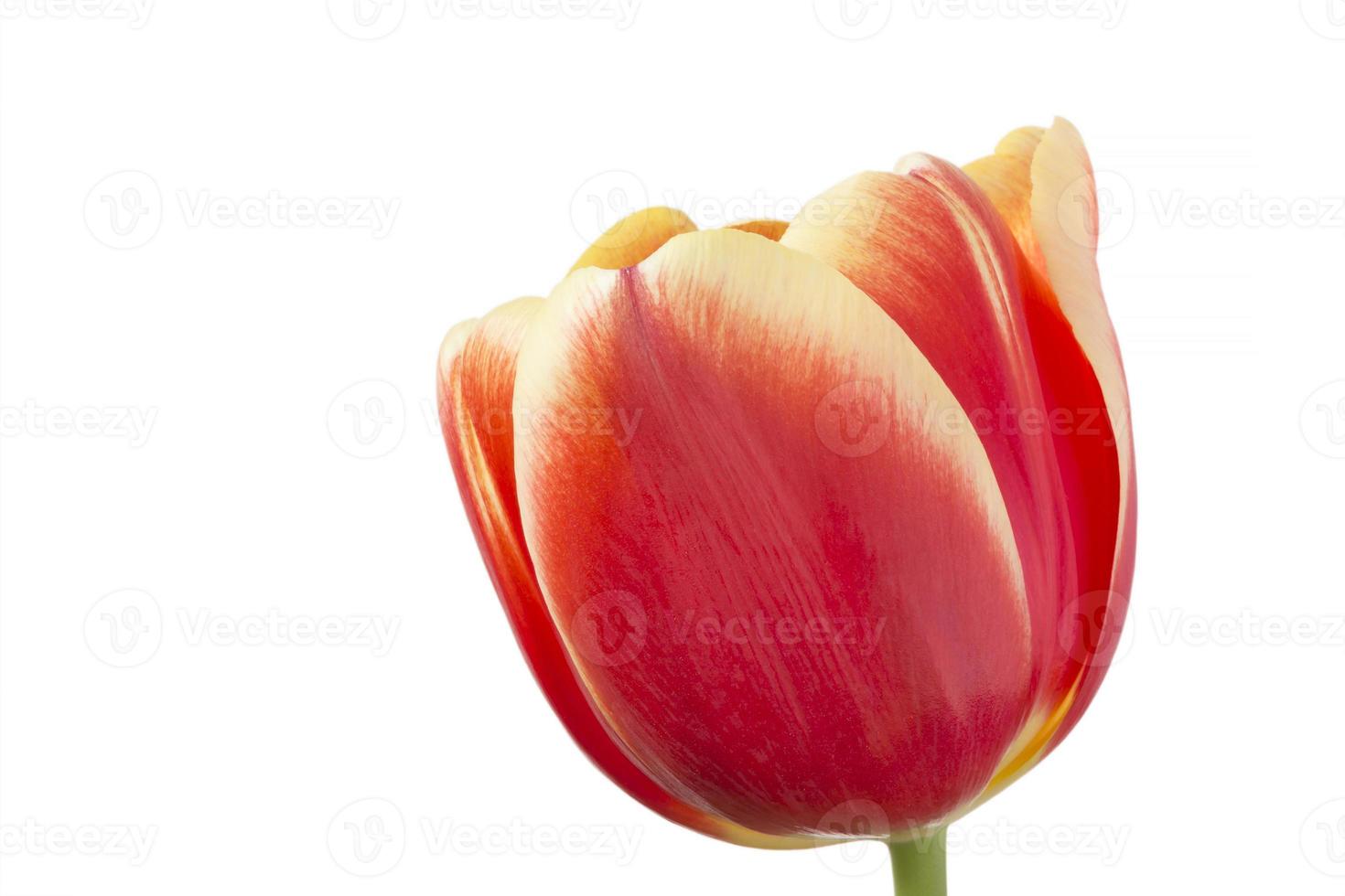 close up of red with yellow tulip flower photo