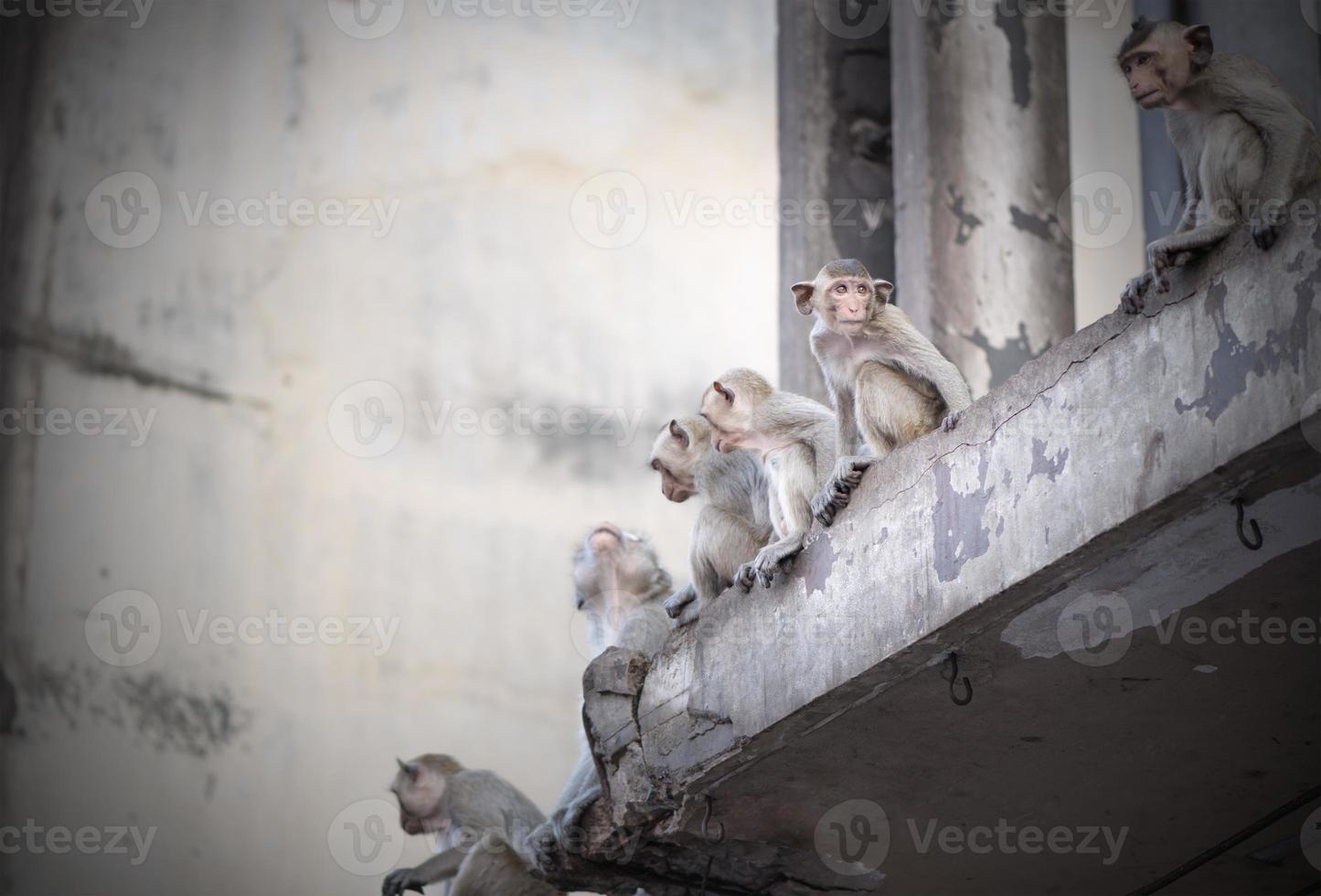 monos sentar en edificio en lopburi abajo, foto
