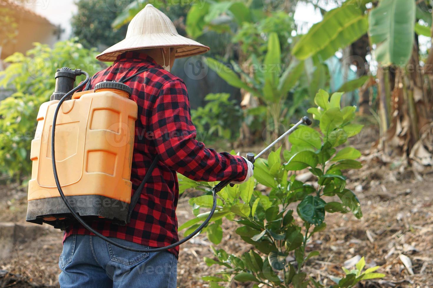 Asian gardener uses herbicides, insecticides chemical spray to get rid of weeds and insects or plant disease in orchard. Cause air pollution. Environmental , Agriculture chemicals concept. photo