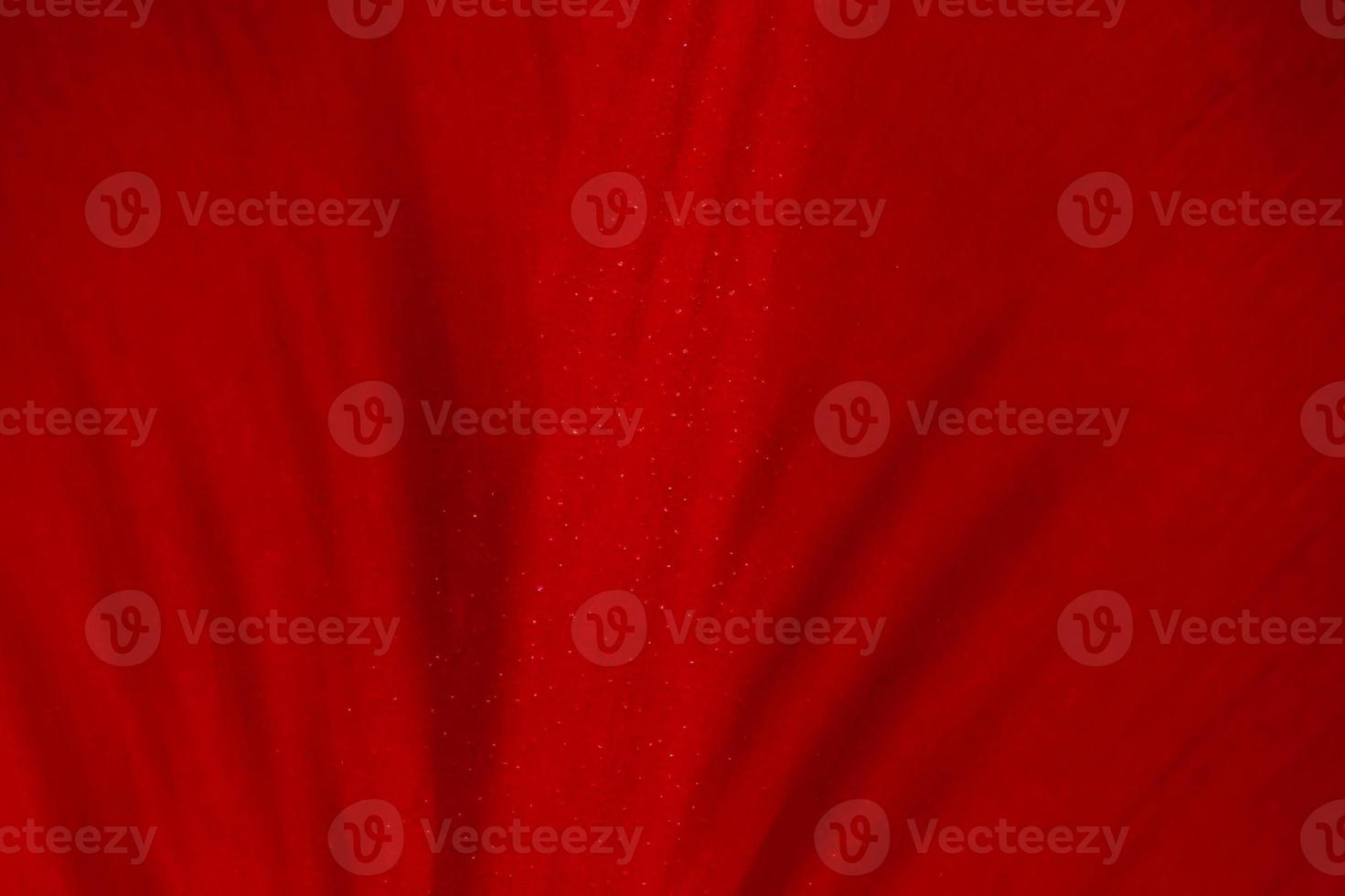 close up of red tulip petal photo