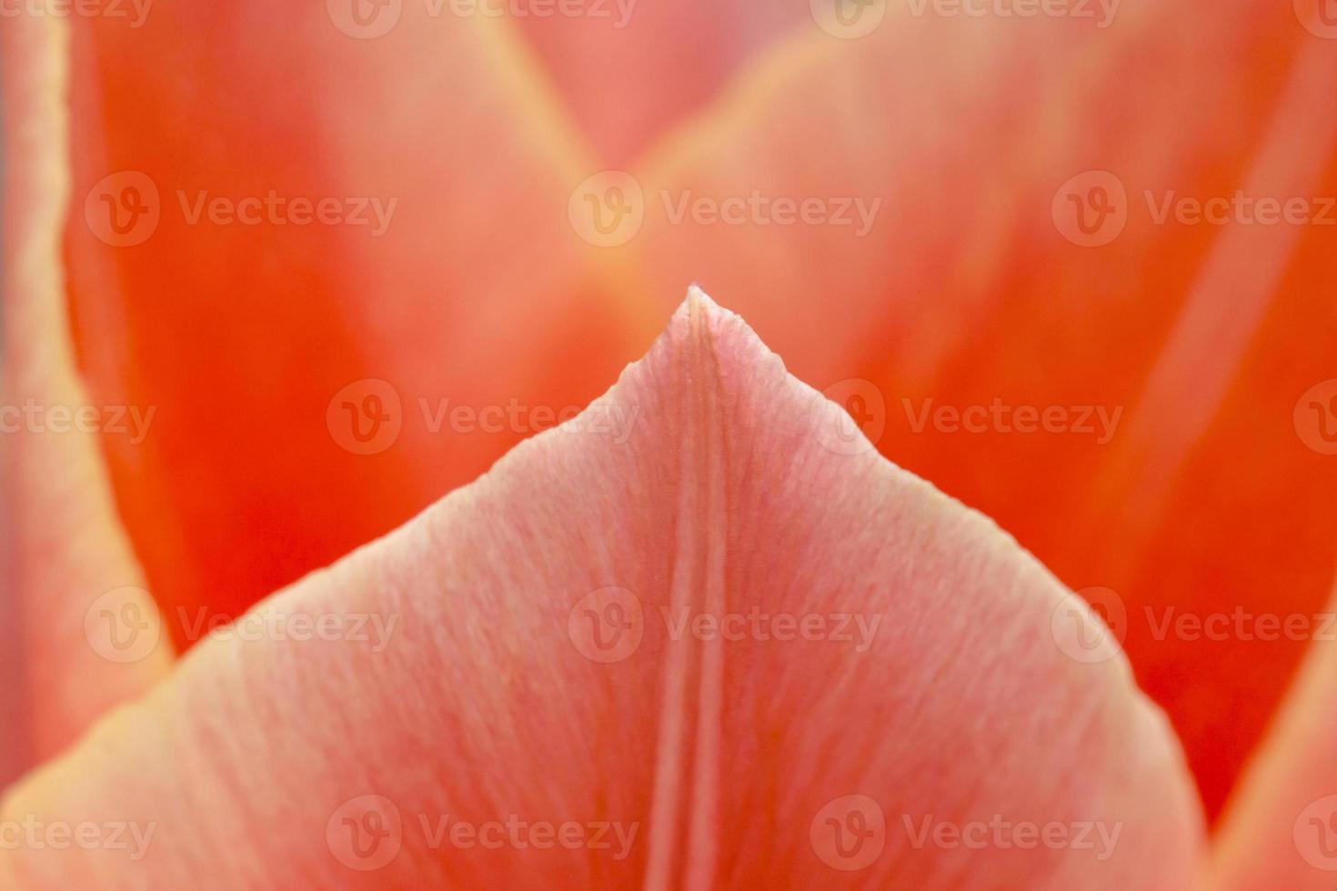 close up of red tulip petals photo