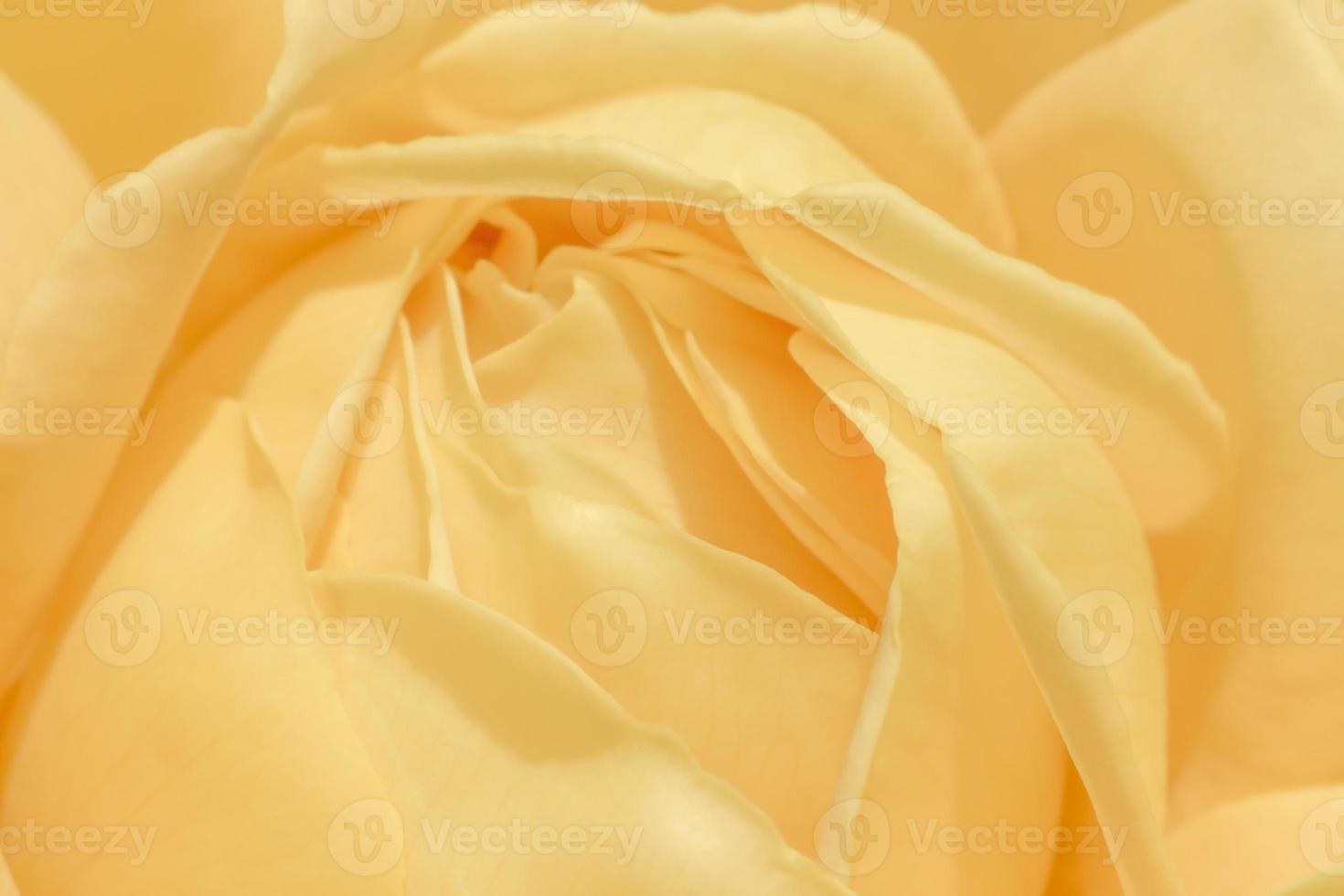 macro photo of yellow rose flower