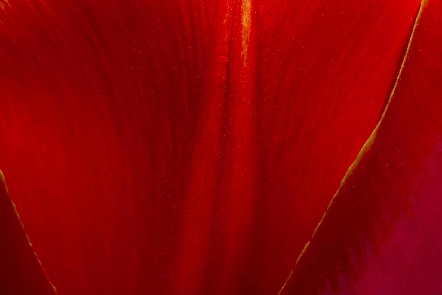 macro photo of red tulip petal texture