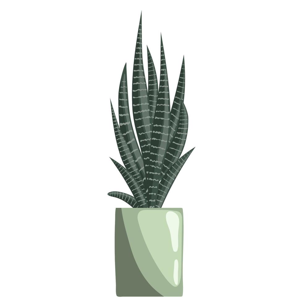 haworthia o cebra cactus en cerámico maceta en blanco antecedentes. suculento vector