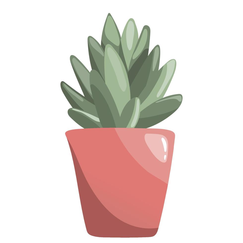 Echeveria succulent flower in ceramic pot on white. Sempervivum, stone roses, aeonium, crassula vector