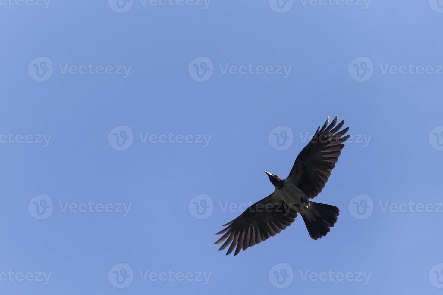 hooded crow flying in a blue sky photo