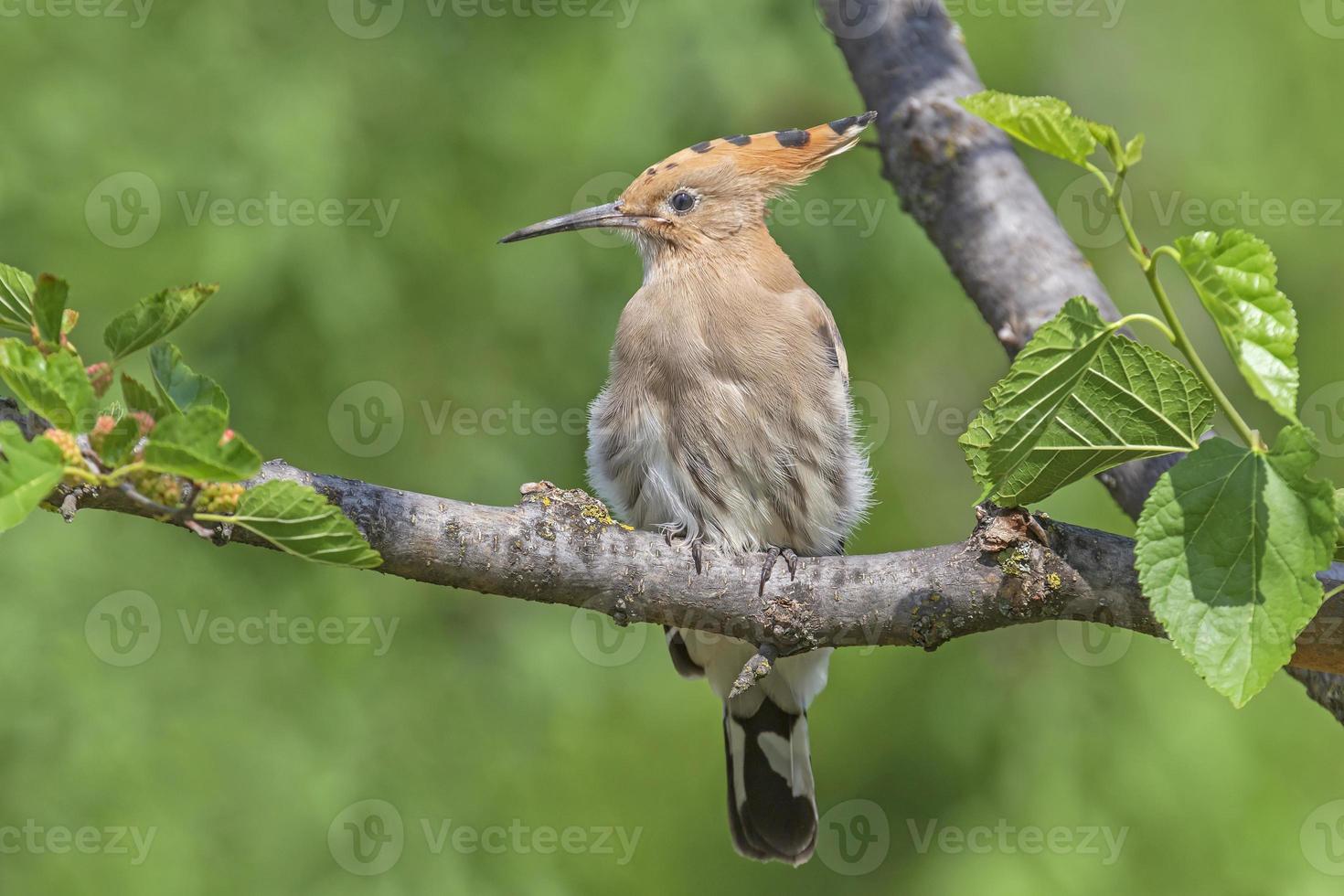 close up of hoopoe sitting on branch of tree photo