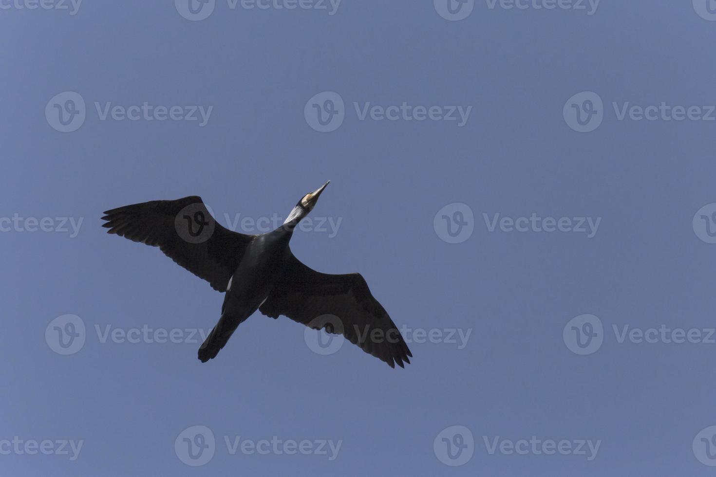 view on great cormorant flying in a blue sky photo