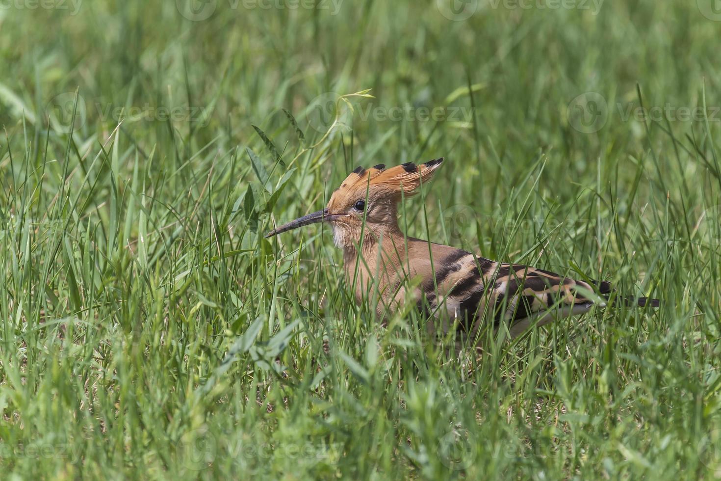 Eurasian hoopoe sitting in green grass photo