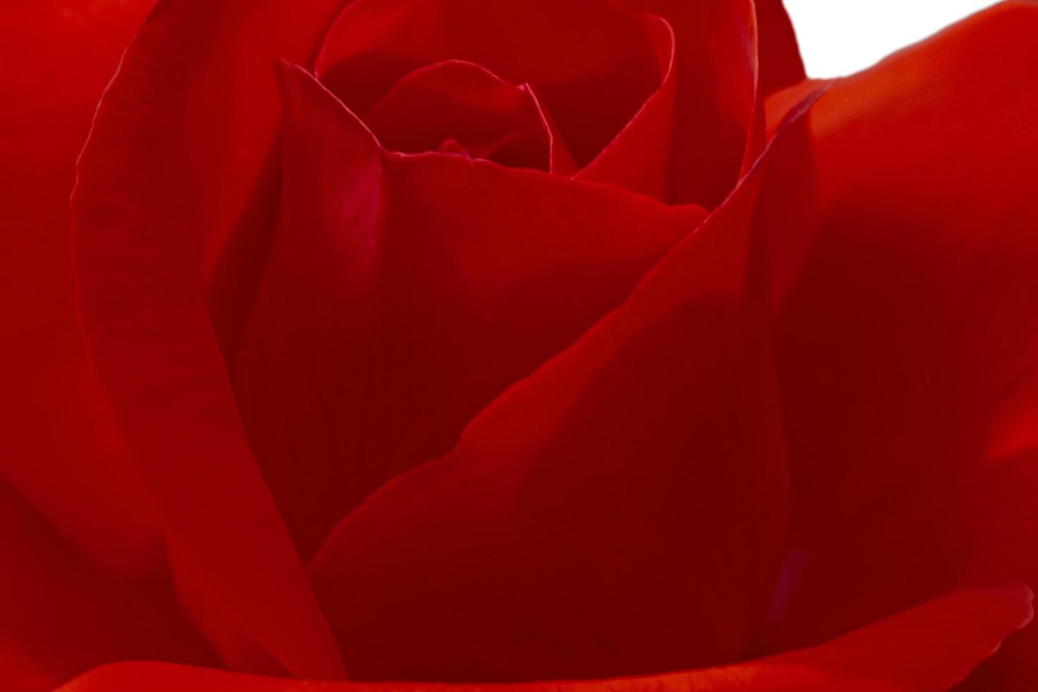 close up of red rose flower photo