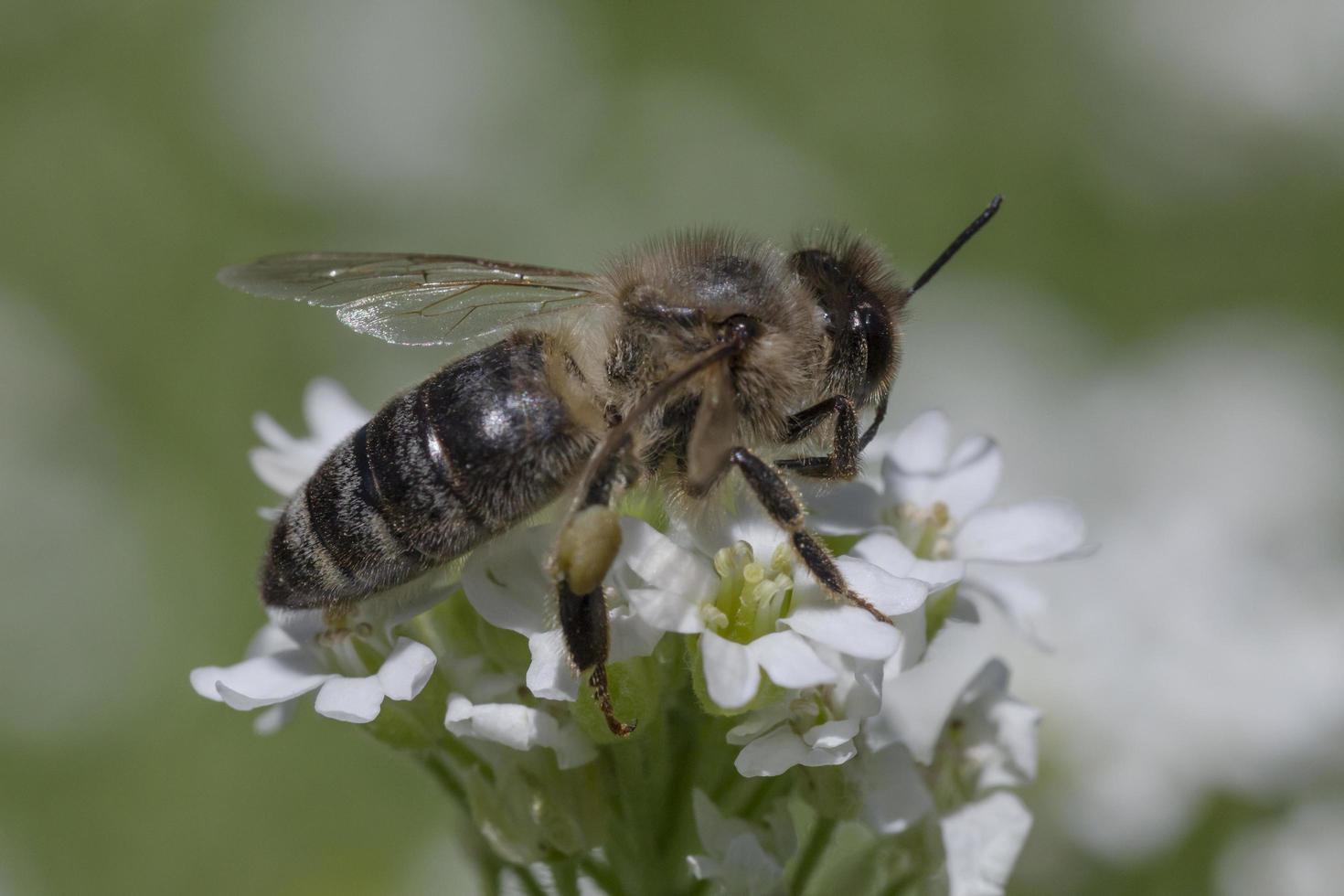 close up of bee on small white flower photo