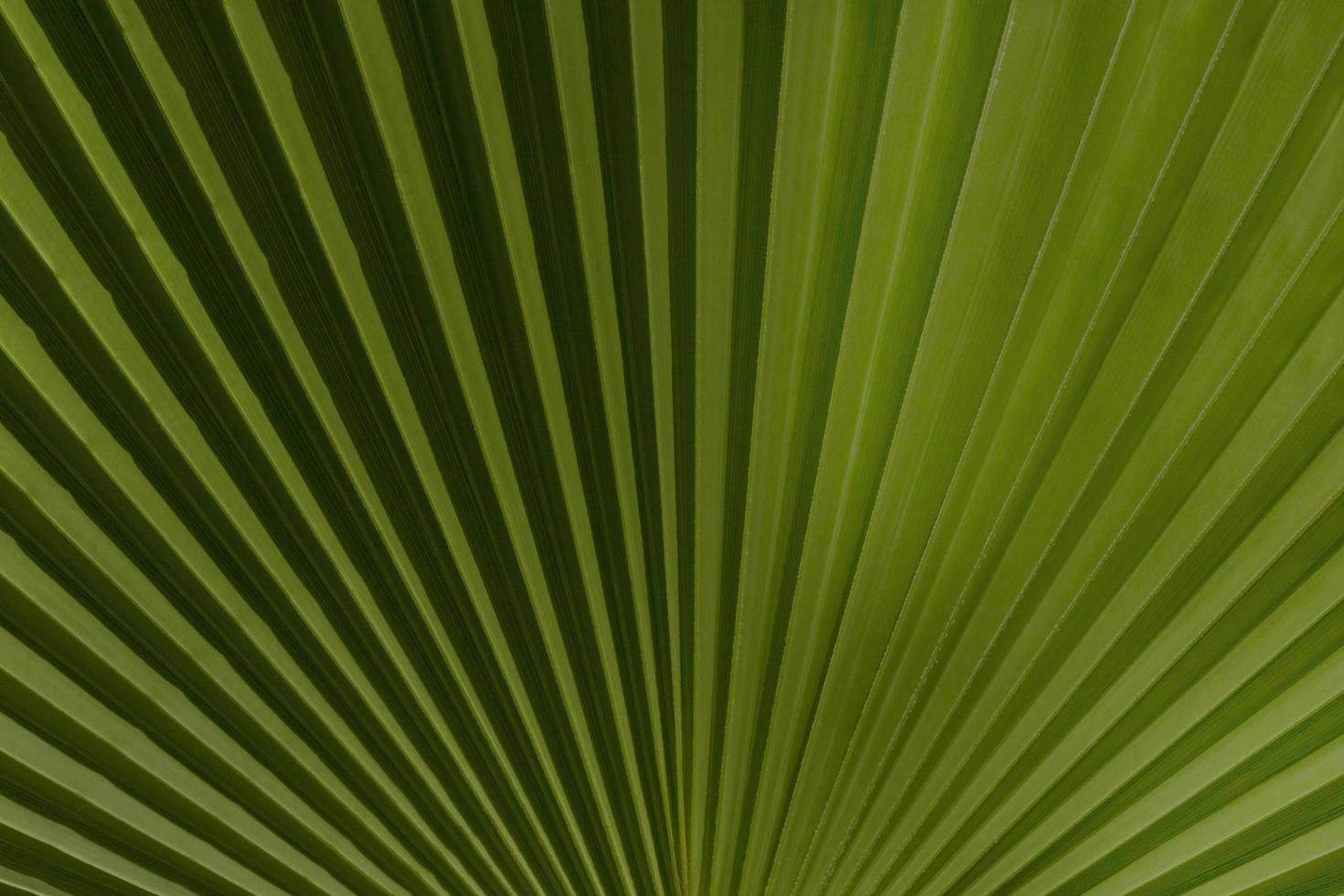 close up of  palm tree leaf photo