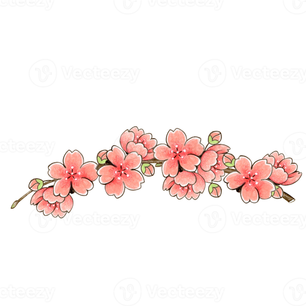 Watercolor cherry blossom decoration png