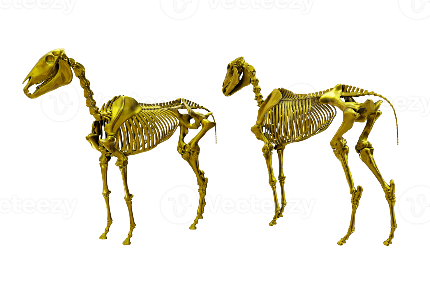 3d rendering of gold golden horse skeleton perspective view png