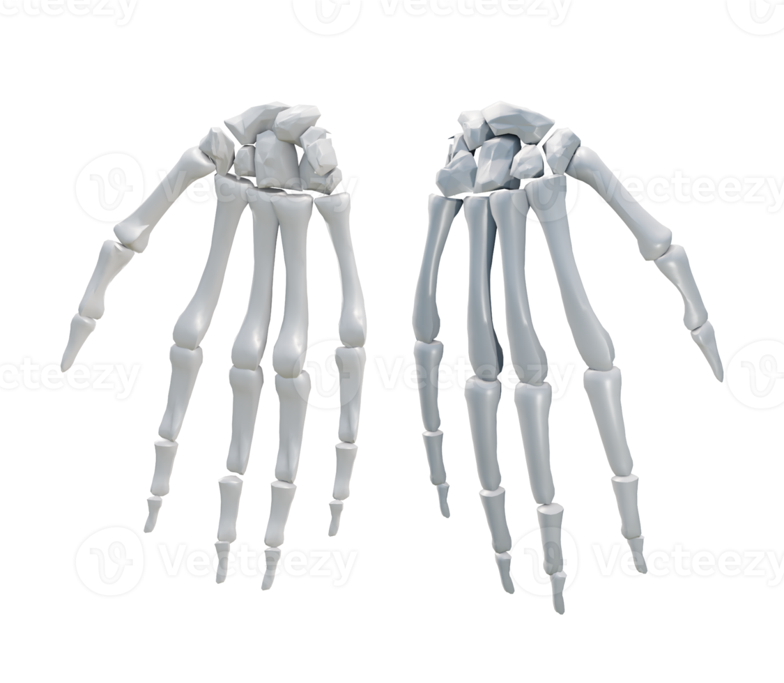 3d rendering of human palm hand bones perspective view png