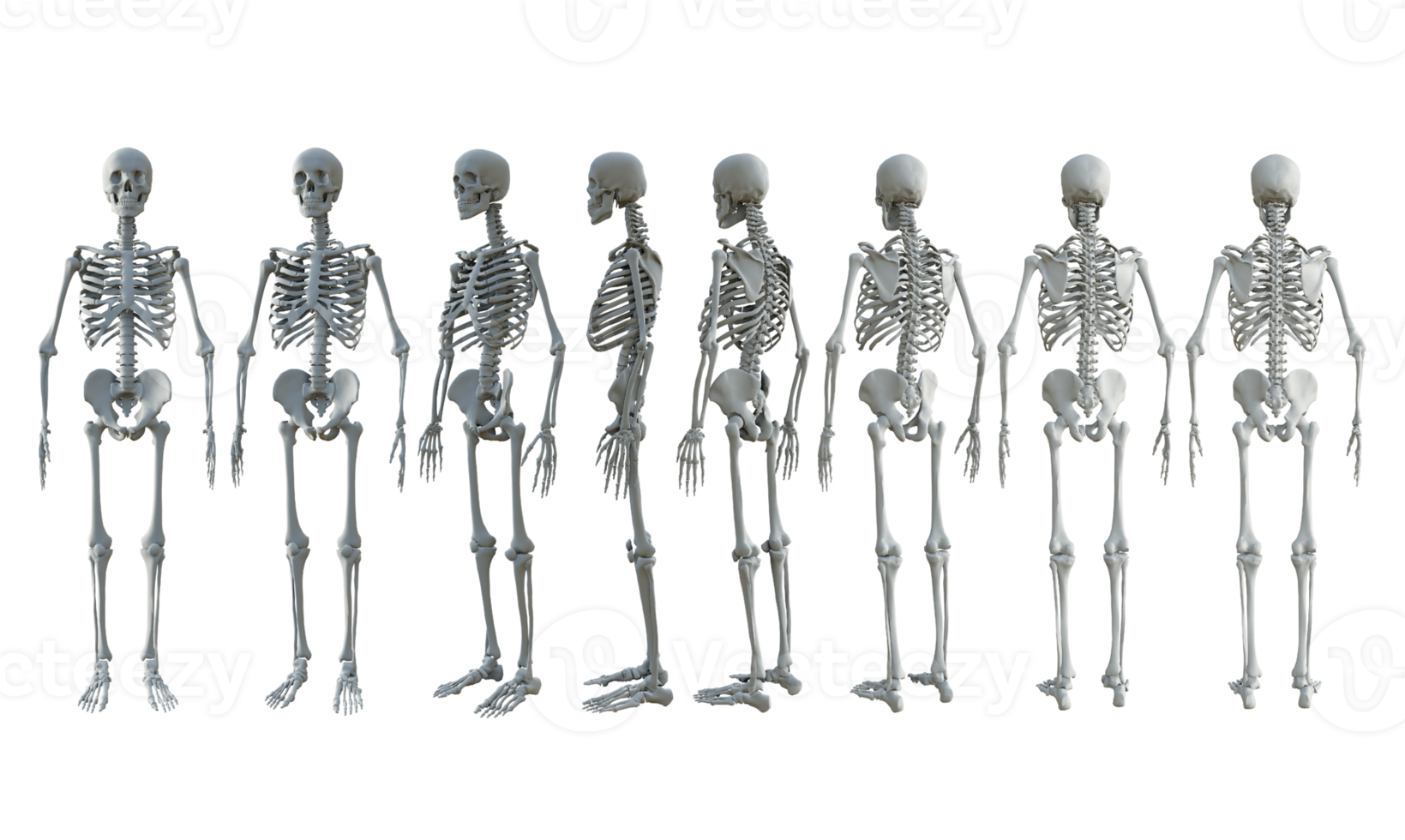 3d rendering of human skull bones full body from different perspective view png