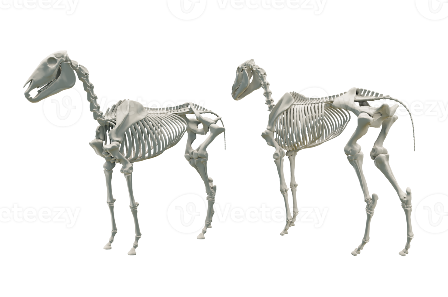 3d rendering of horse skeleton perspective view png