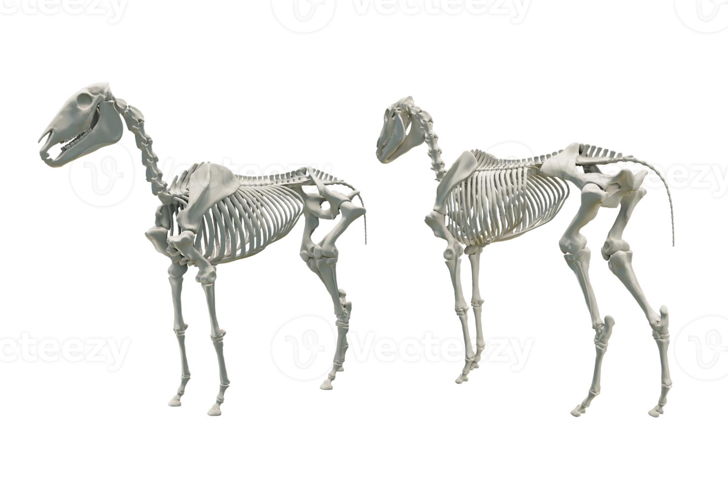 3d le rendu de cheval squelette la perspective vue png