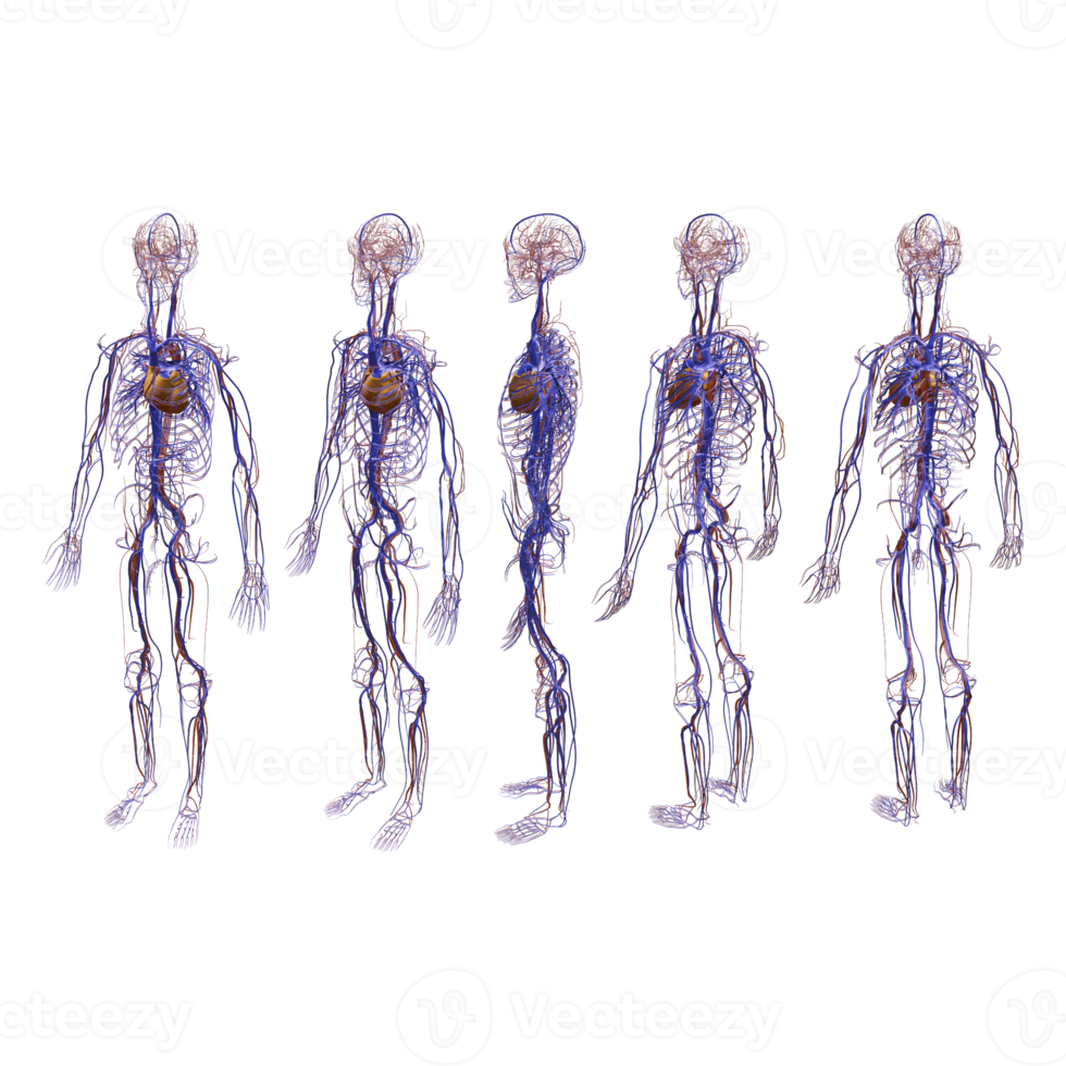 3d rendering human angiology vein nerve perspective view png