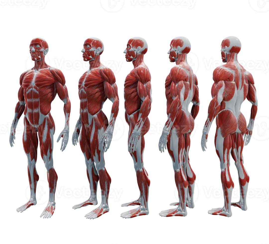 3d Renderização humano músculo órgãos modelo ecoar cheio corpo perspectiva Visão png