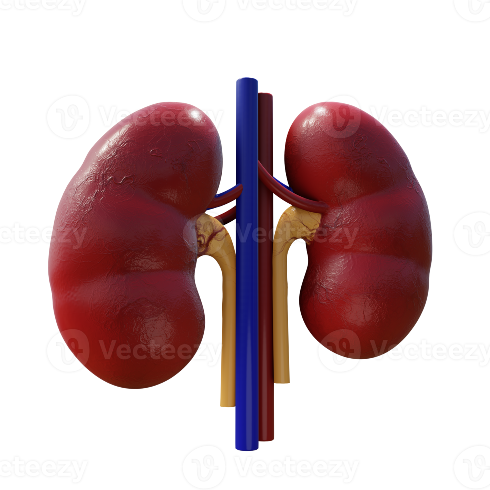 3d rendering of human kidney organ perspective view png