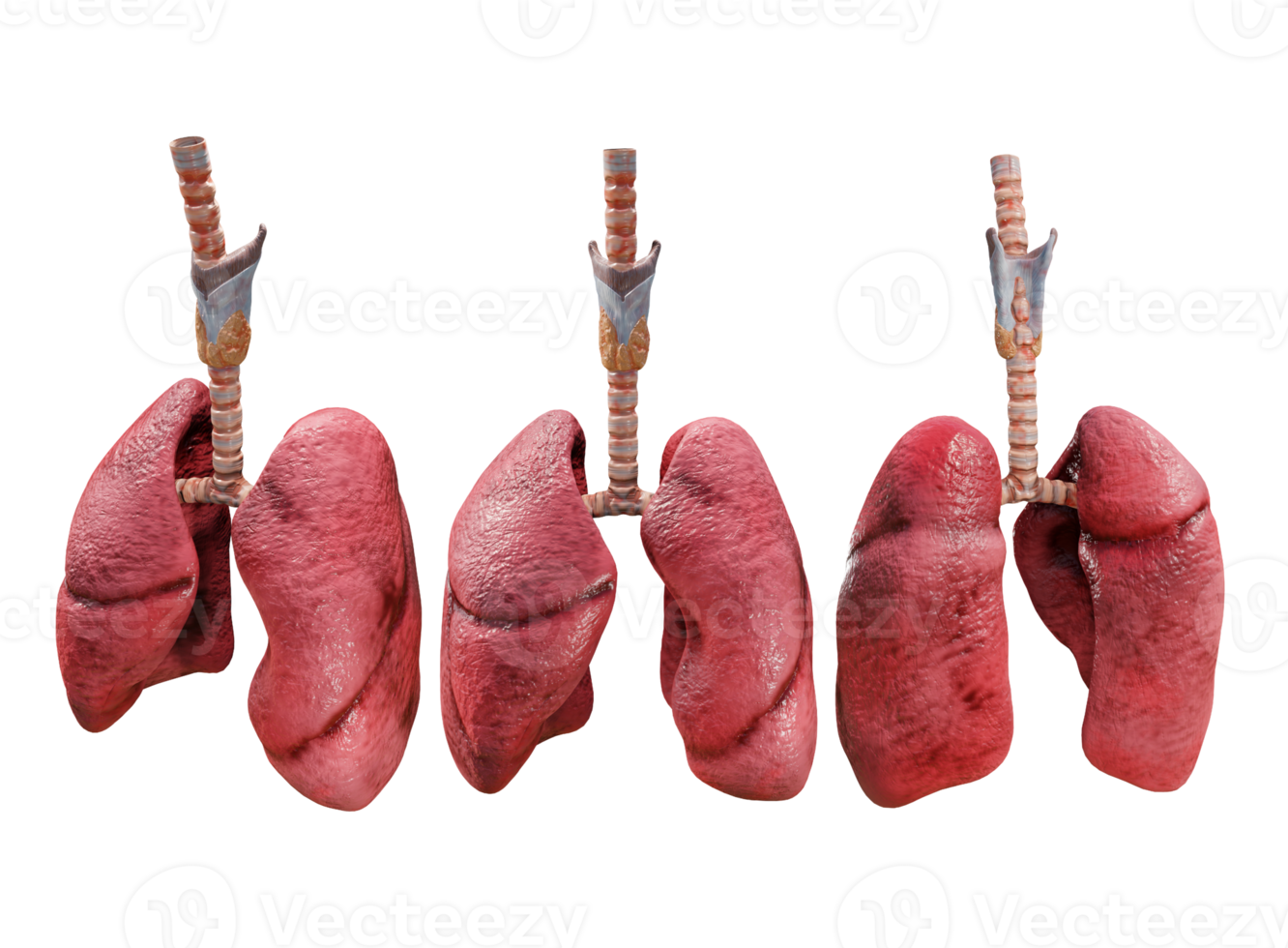 3d rendering of human lungs perspective view png