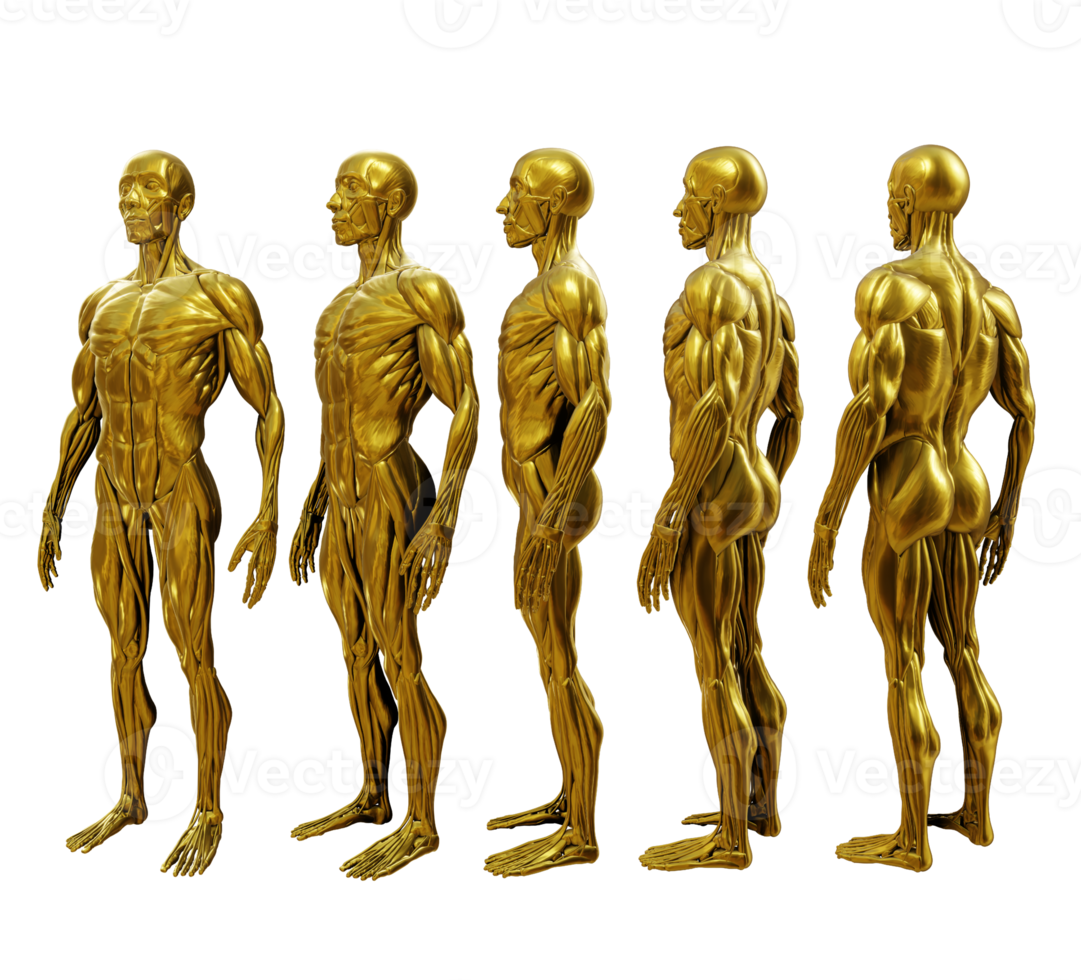 3d representación oro dorado humano músculo órganos modelo ecorche lleno cuerpo perspectiva ver png