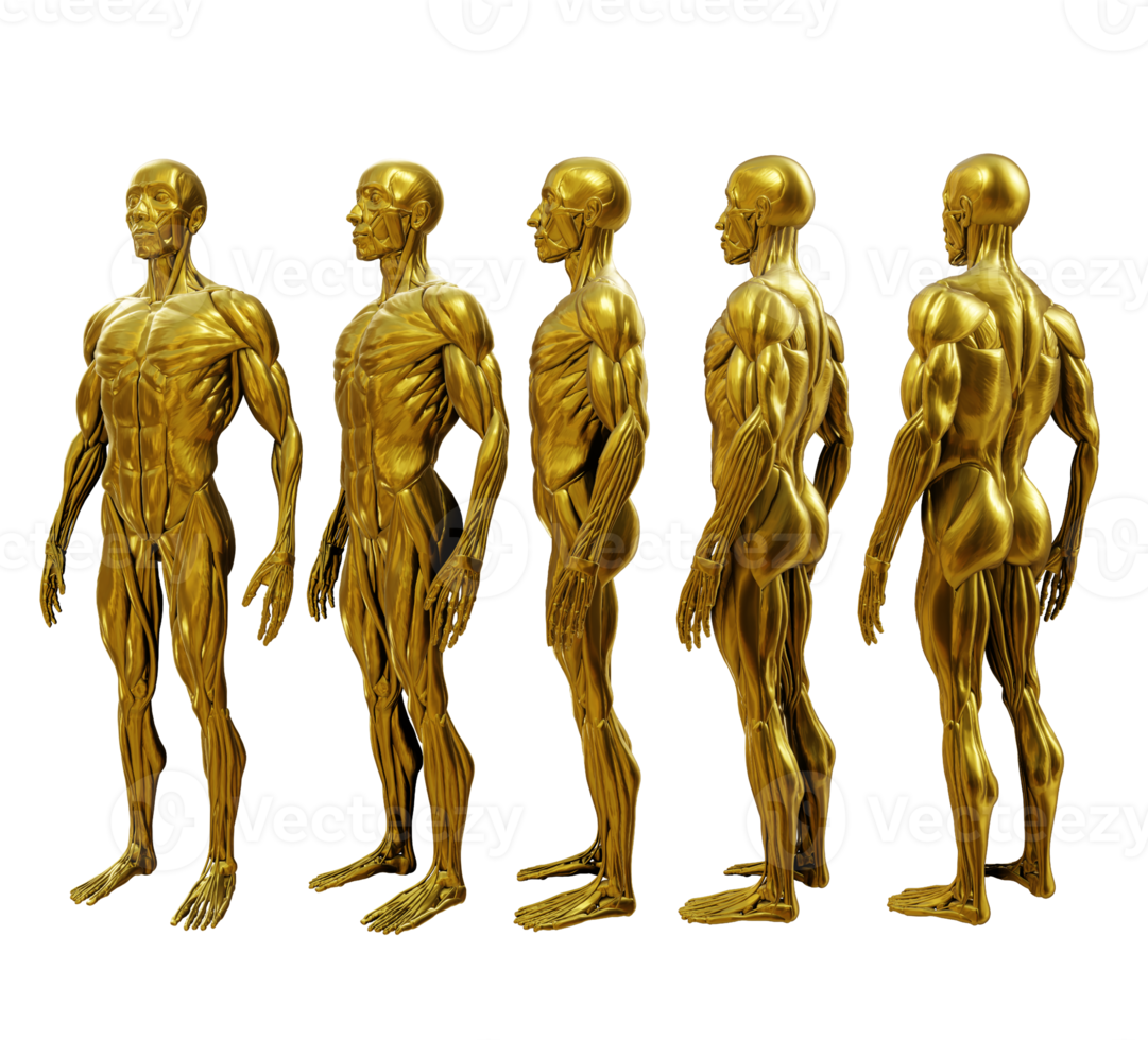 3d rendering gold golden human muscle organs model ecorche full body perspective view png