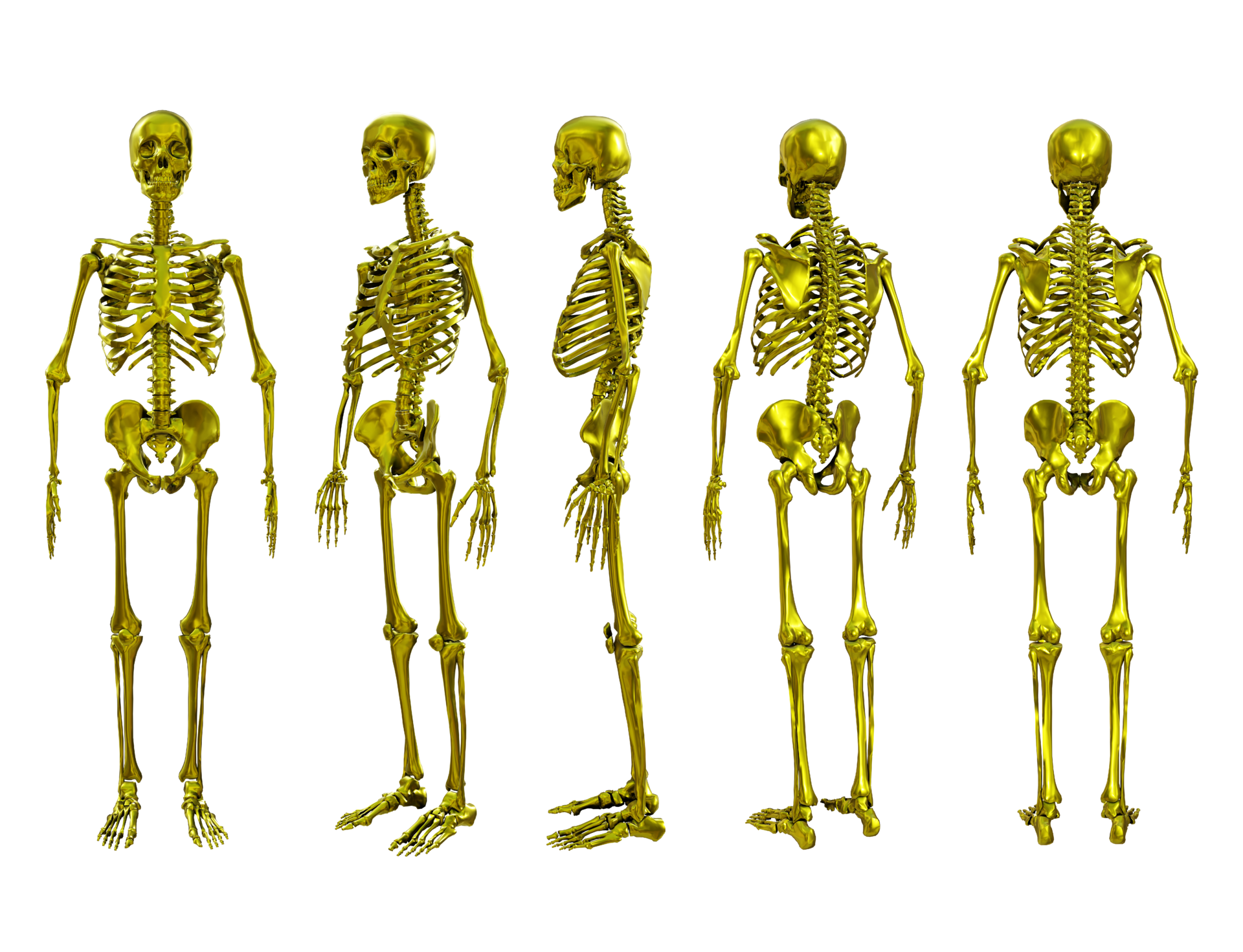 3d rendering of gold golden human skull bones full body perspective