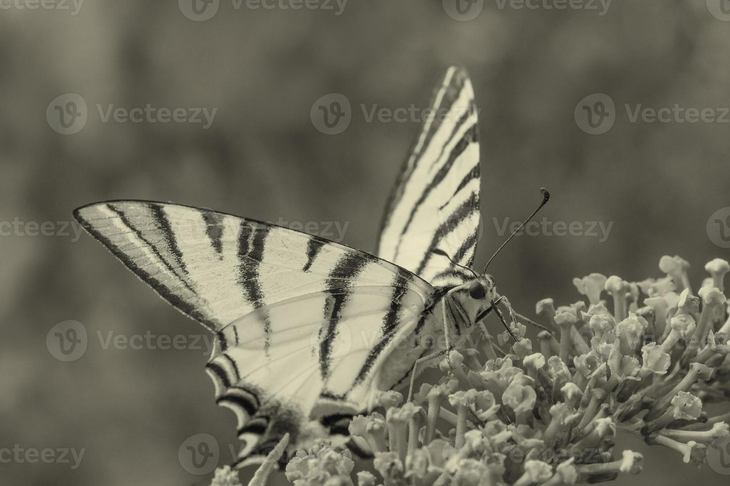 close up of butterfly sitting on blossom photo