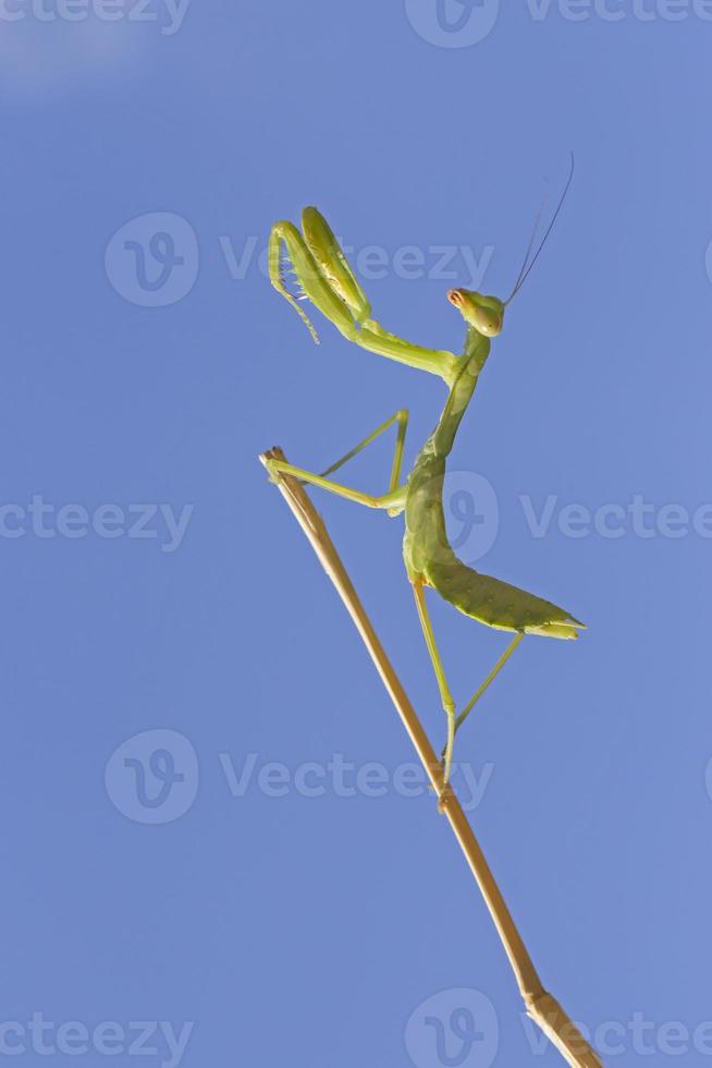 close up of green mantis sitting in praying pose photo